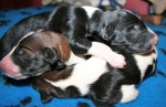 Solnyshko Puppies (6)